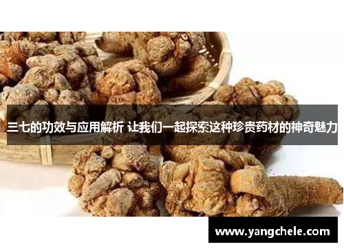 三七的功效与应用解析 让我们一起探索这种珍贵药材的神奇魅力