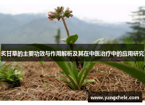 炙甘草的主要功效与作用解析及其在中医治疗中的应用研究